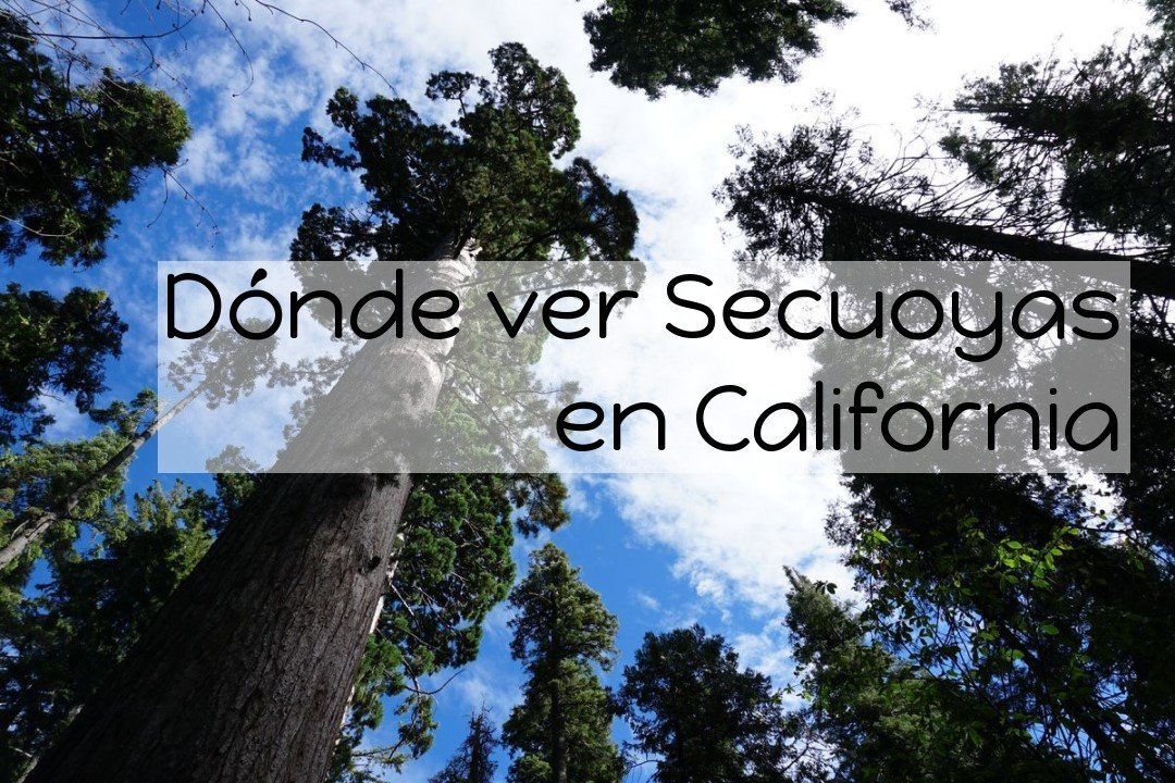 Dónde ver Secuoyas en California