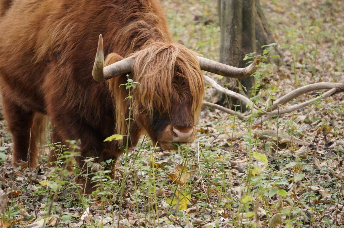 National Park Zuid-Kennemerland - Un bosque lleno de vida!