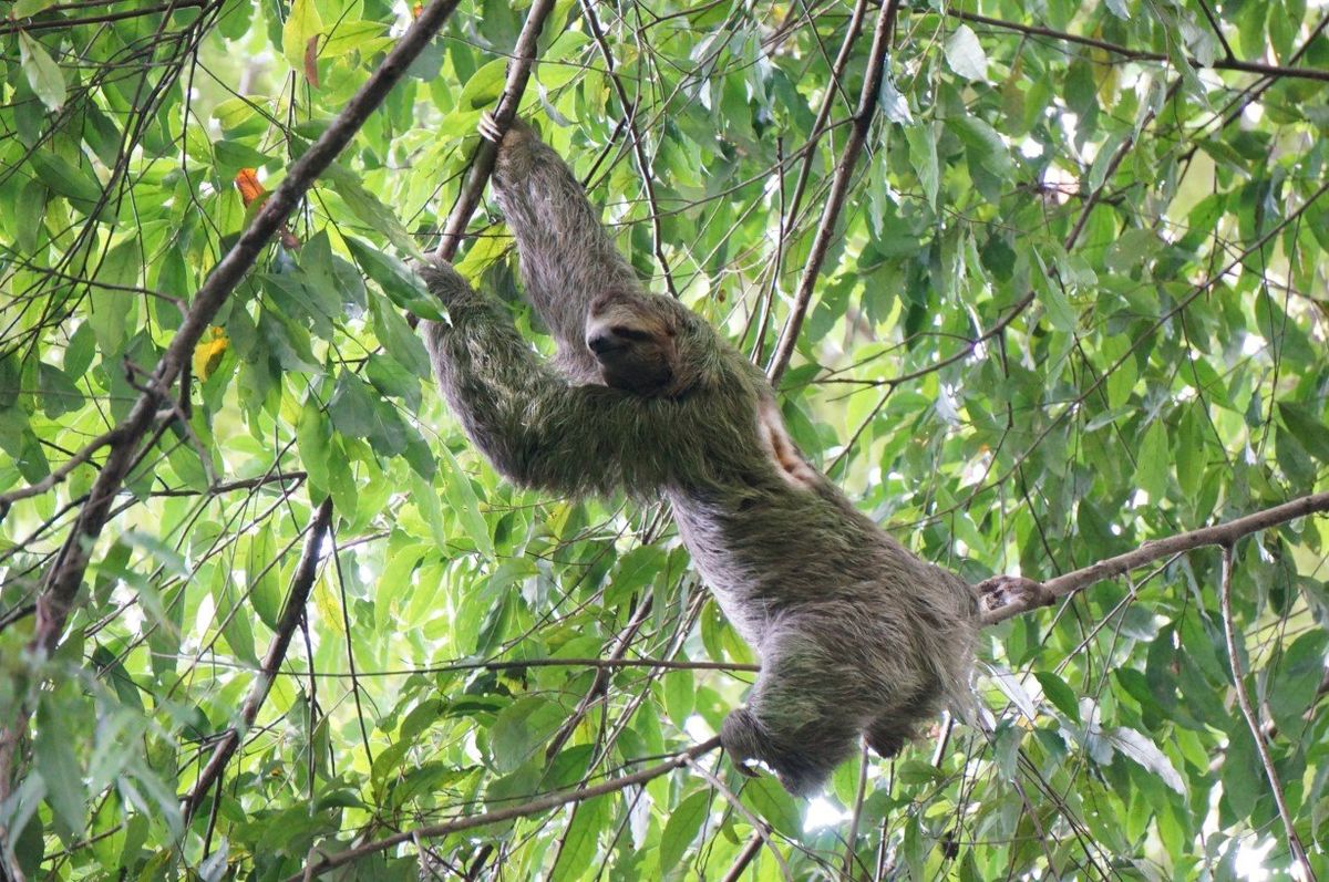 Visita el Parque Nacional Manuel Antonio y descubre su fauna