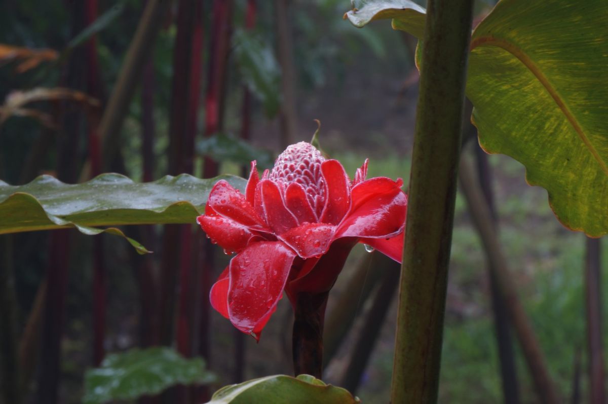 Cómo organizar un viaje a Costa Rica