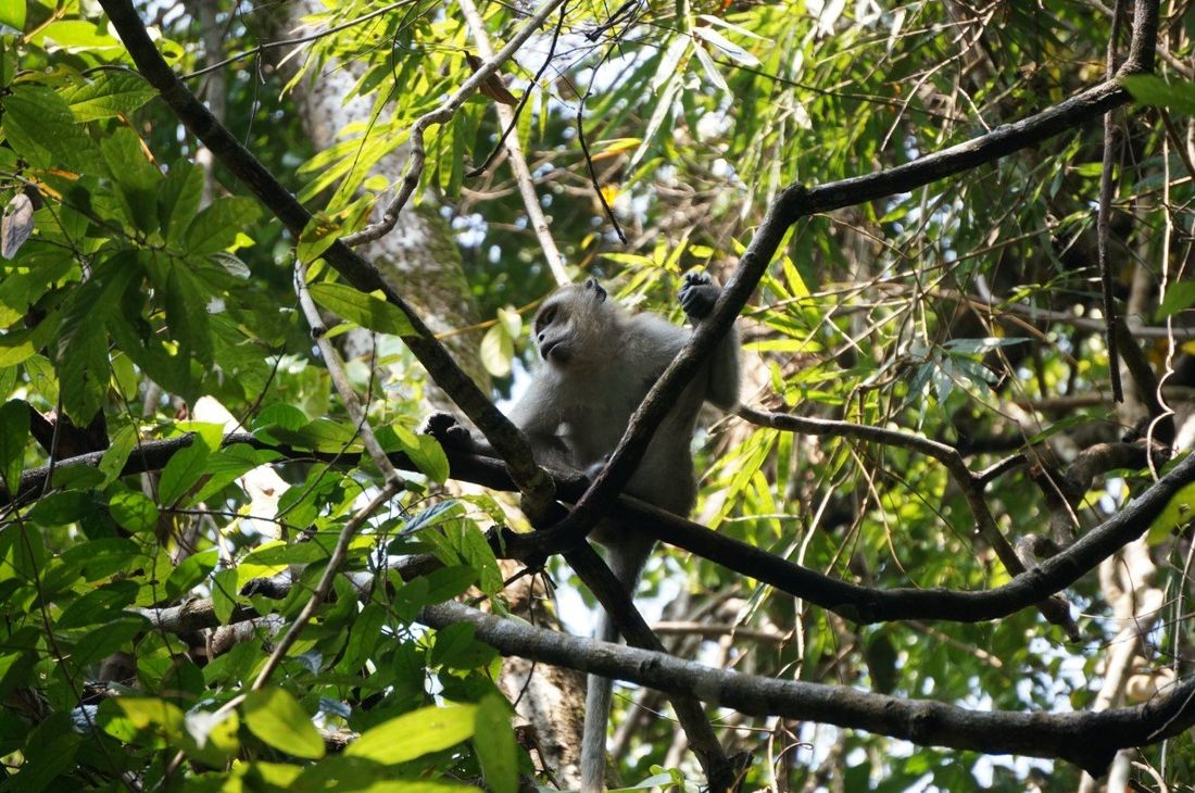 Khao Sok National Park | Get deep into the jungle!
